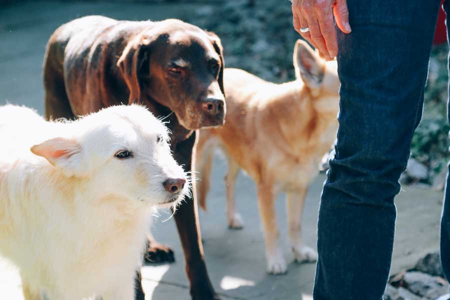 Die Hunde von Sascha Heller